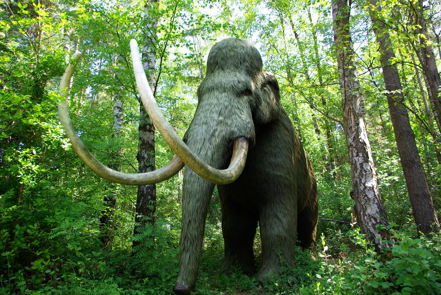 Manni das Mammut Foto & Bild | tiere, zoo, wildpark & falknerei, natur ...