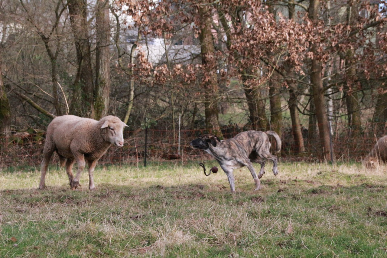 Manni das Schaf