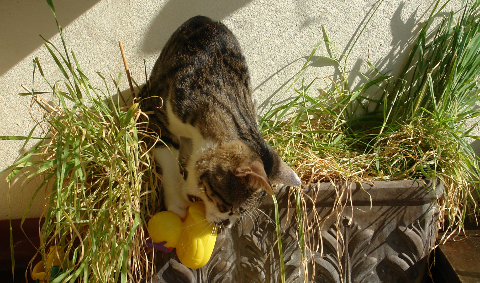 Manni liebt seinen kleinen Garten