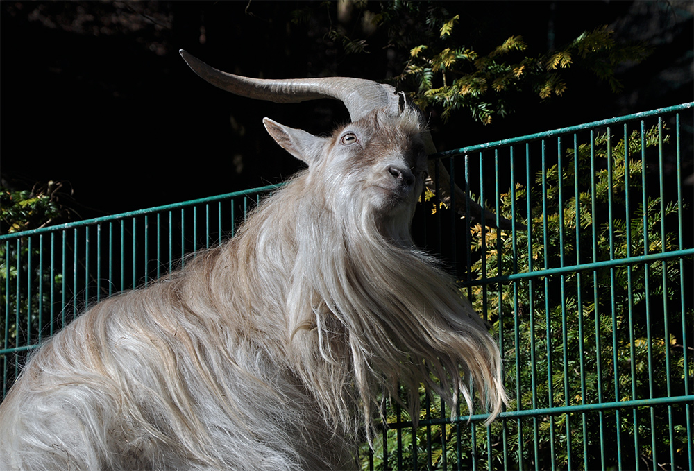 "Manno, mein Horn juckt wie blöd!"