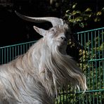 "Manno, mein Horn juckt wie blöd!"