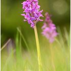 Manns - Knabenkraut lat. orchis mascula