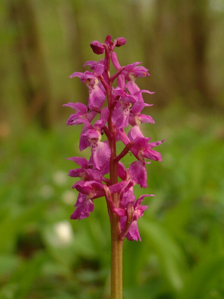 Manns-Knabenkraut (Orchis mascula)