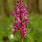 Manns-Knabenkraut (Orchis mascula)