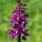 Manns-Knabenkraut (Orchis mascula)