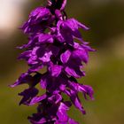 Manns-Orchis (Orchis mascula)