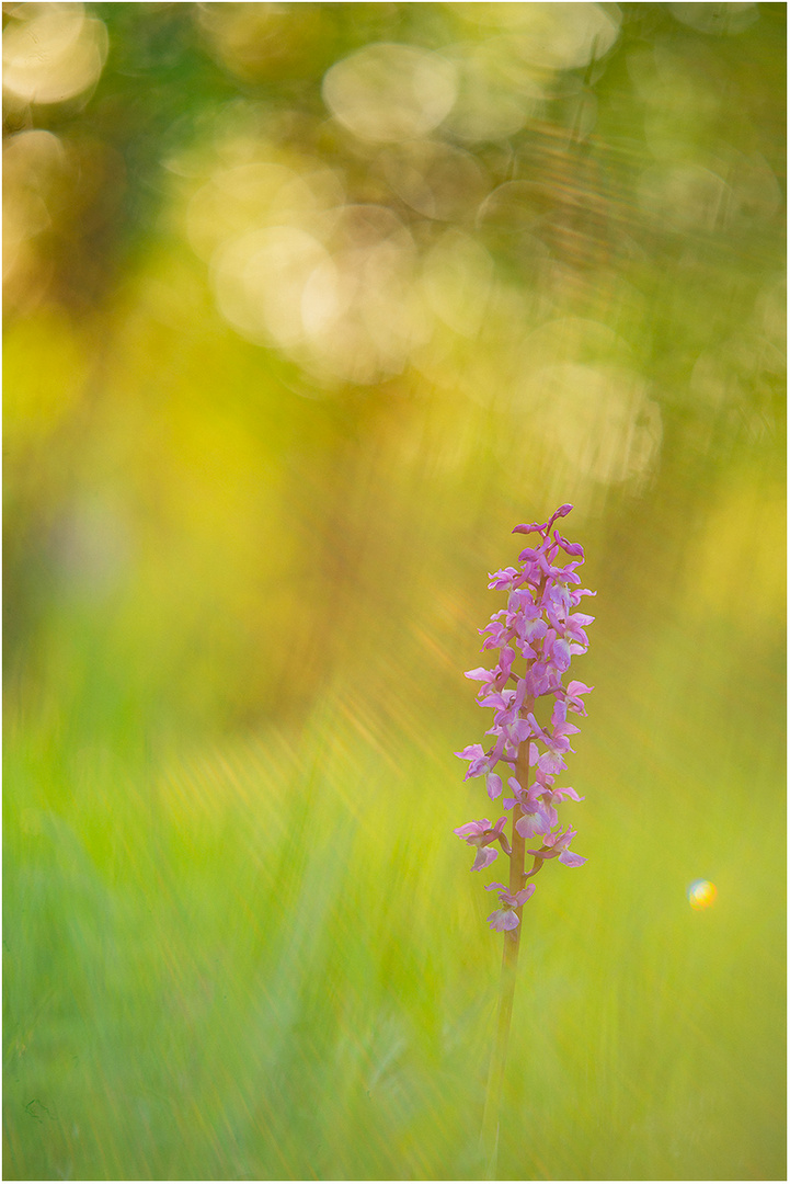 Mannsknabenkraut - lat. orchis mascula