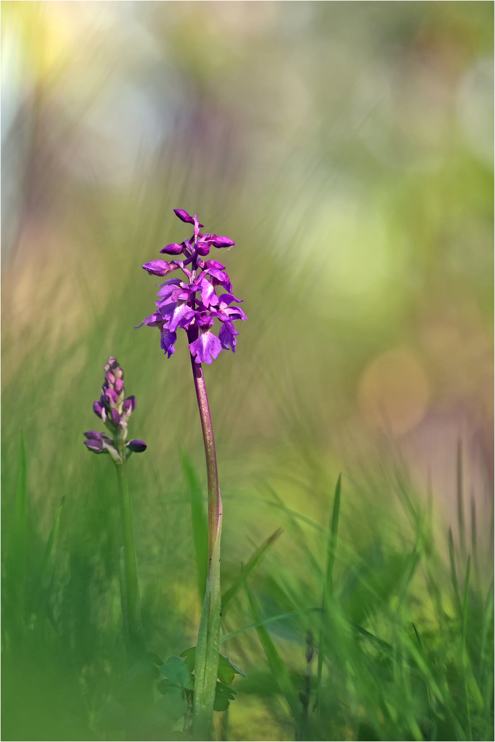 Mannsknabenkraut (Orchis mascula)