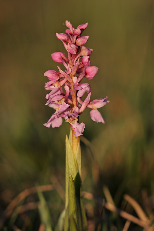 Mannsknabenkraut (Orchis mascula)