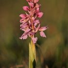 Mannsknabenkraut (Orchis mascula)