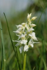 Mannsknabenkraut (Orchis mascula) Albino an der Mosel 2009