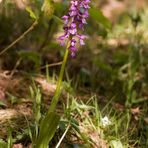 Mannsknabenkraut (Orchis mascula)?