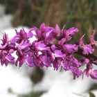 Mannsknabenkraut (Orchis mascula) im Schnee!