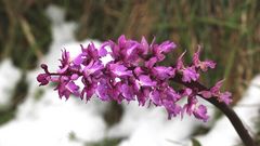 Mannsknabenkraut (Orchis mascula) im Schnee!