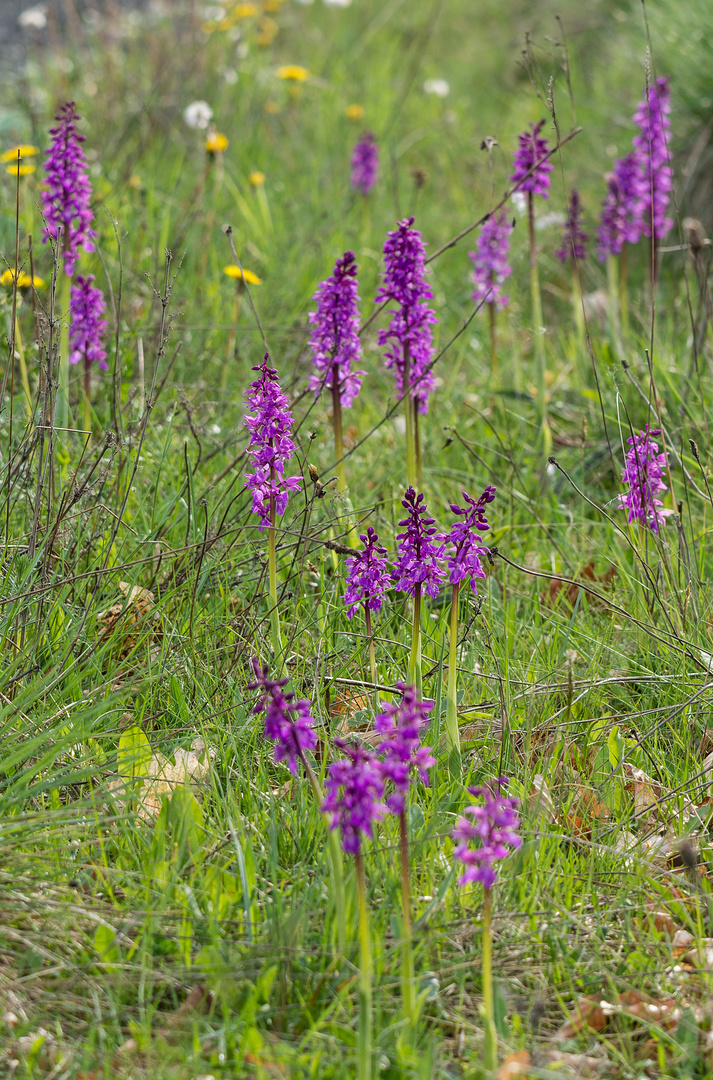 Mannsknabenkraut - Sauerland - 11.5.14