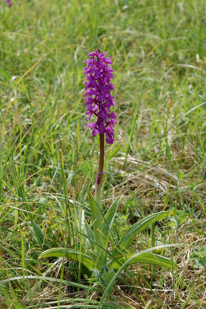 Mannsknabenkraut(Orchis mascula) auf den Briloner Kalkuppen am 3.5.09