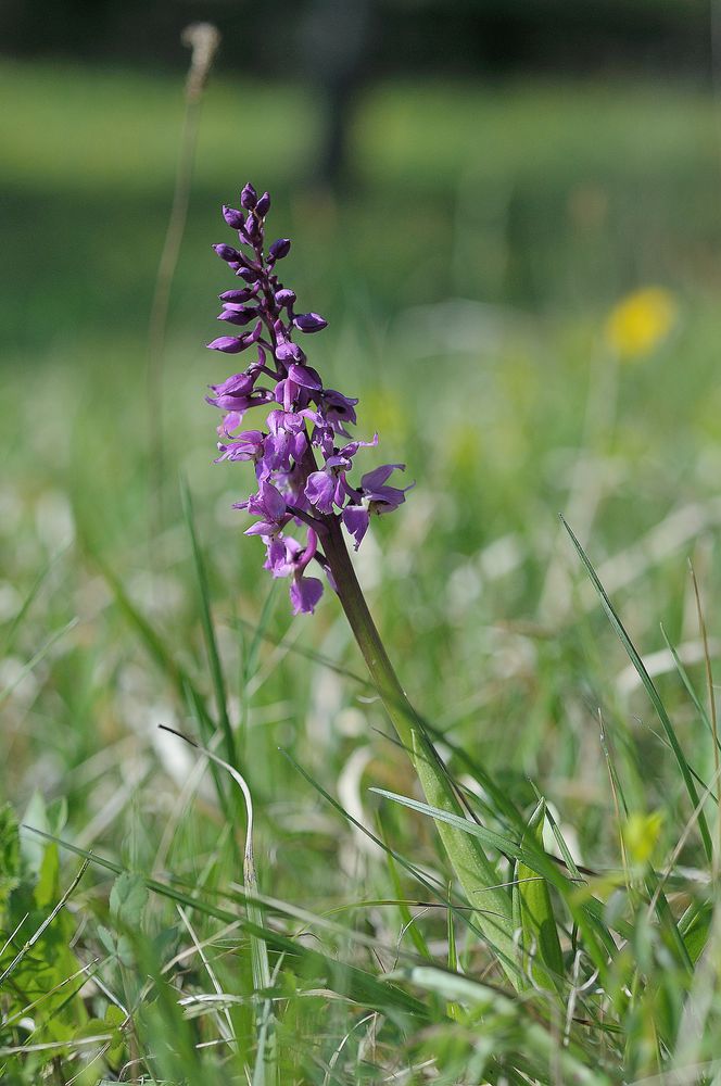 Mannsorchis - Orchis mascula