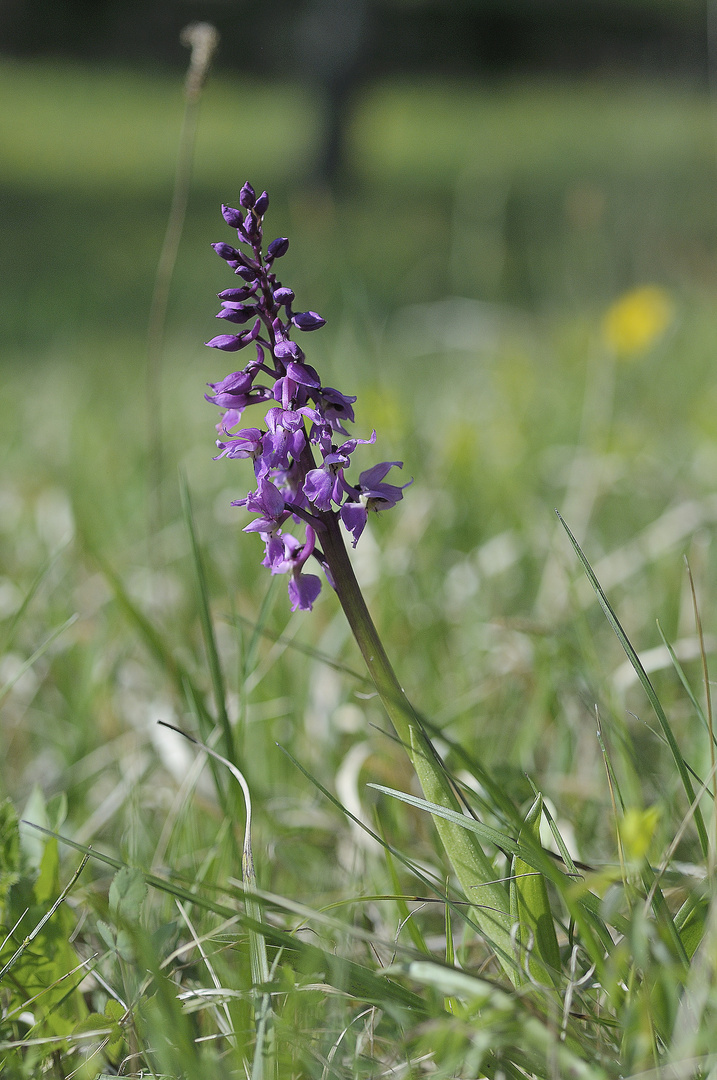 Mannsorchis - Orchis mascula