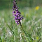 Mannsorchis - Orchis mascula