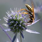 Mannstreu-Blüte mit Wespe ;-))