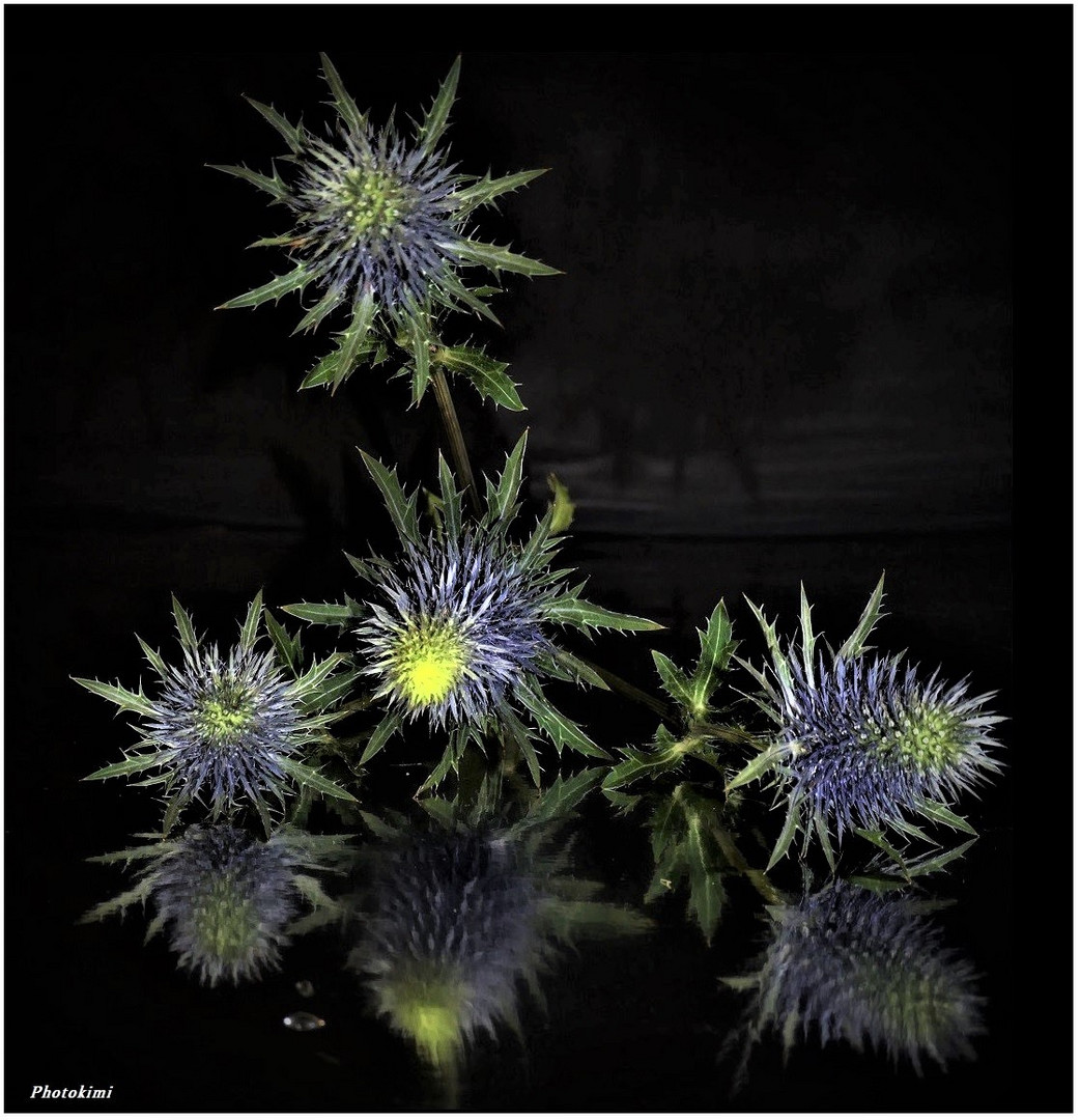 Mannstreu (Eryngium)