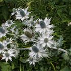 Mannstreu (Eryngium)