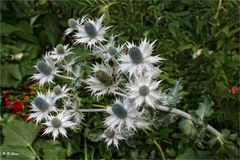 Mannstreu (Eryngium)