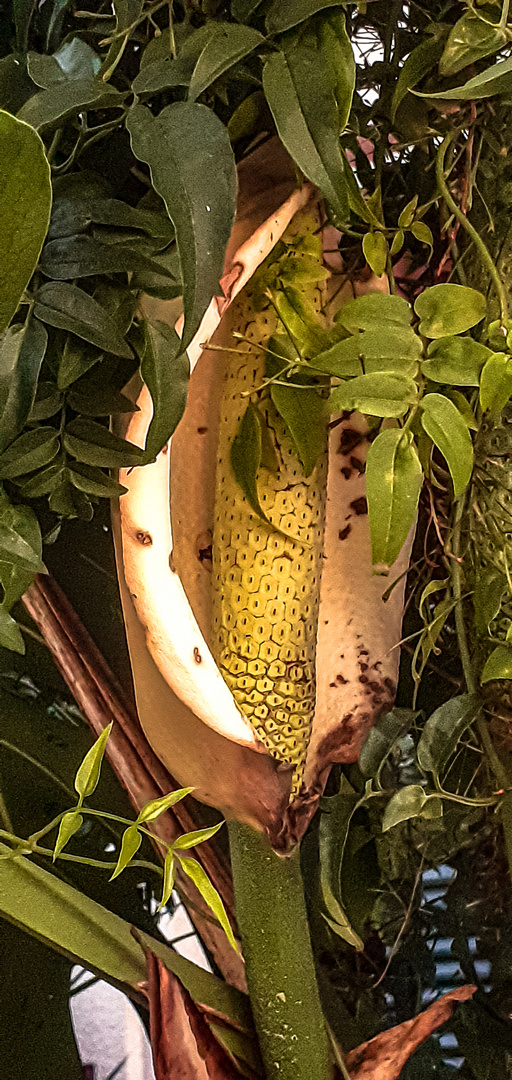 Mano de Léon (Monstera deliciosa)