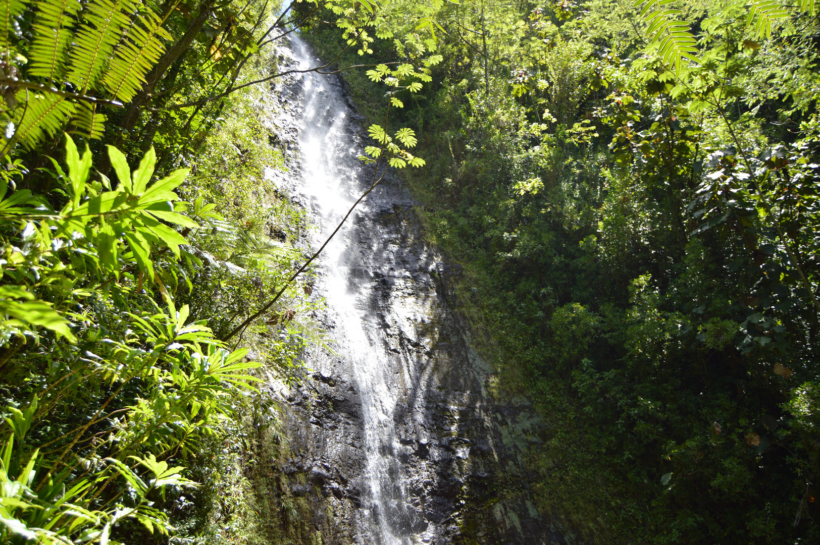 Manoa Fall - Hawaii Ohau