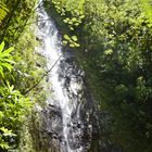 Manoa Fall - Hawaii Ohau