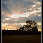 Manor Farm Sunburst