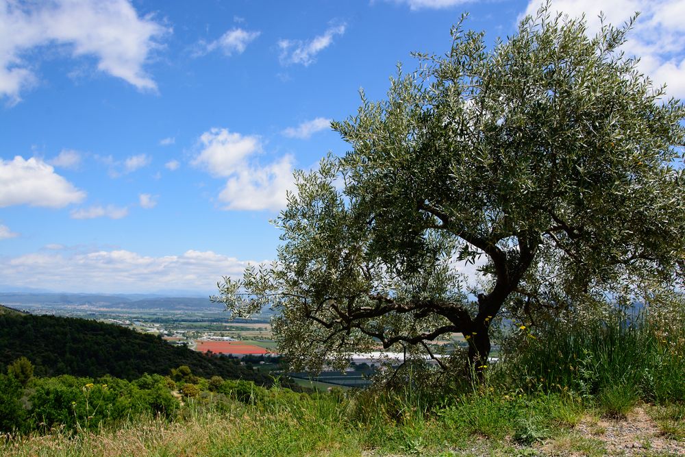 Manosque - Mont d'Or