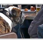 Man's best friend (Standcafe Groede)