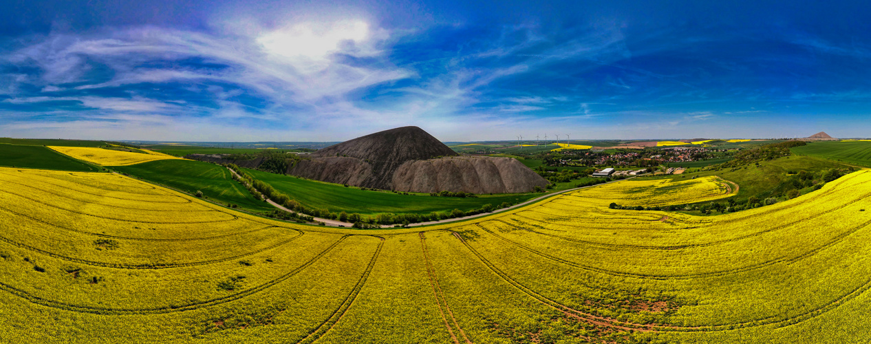 Mansfelder Land in der Rapsblüte