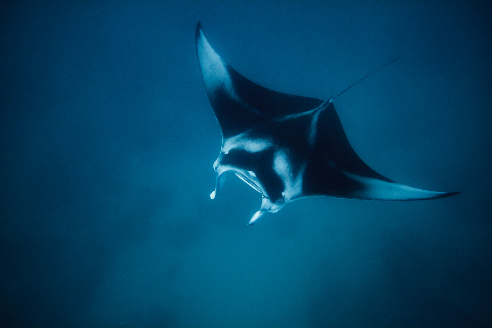 Manta