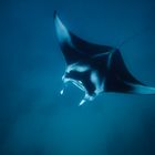 Manta