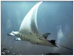 Manta