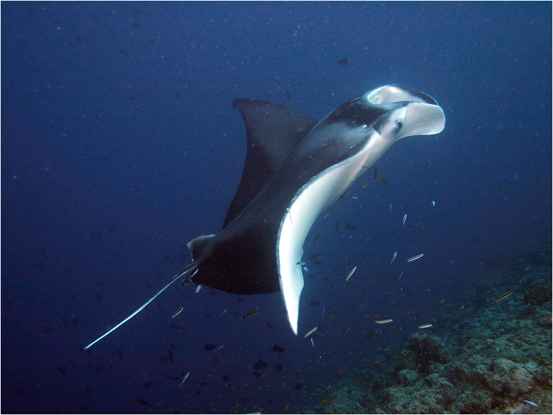 Manta