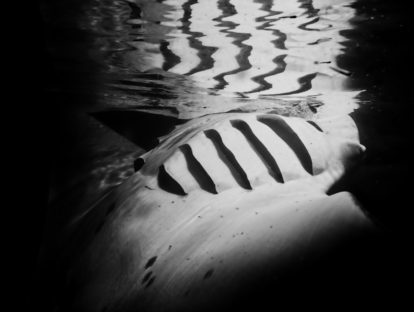 Manta 4 Foto & Bild tiere, wildlife, fische Bilder auf