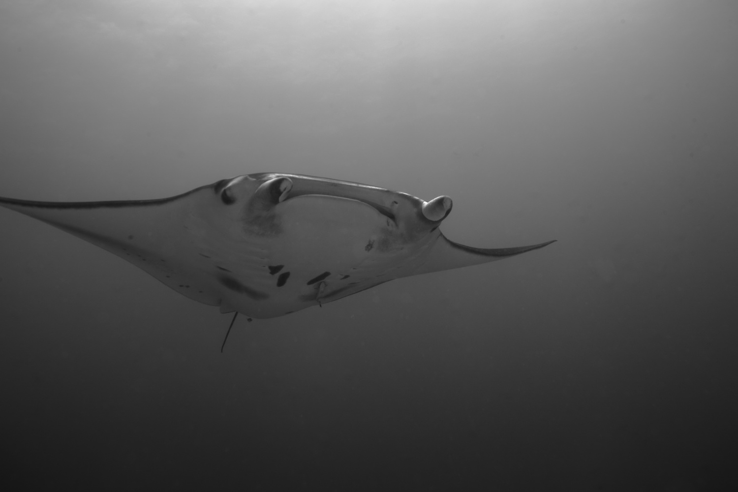 manta