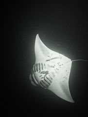 Manta 6