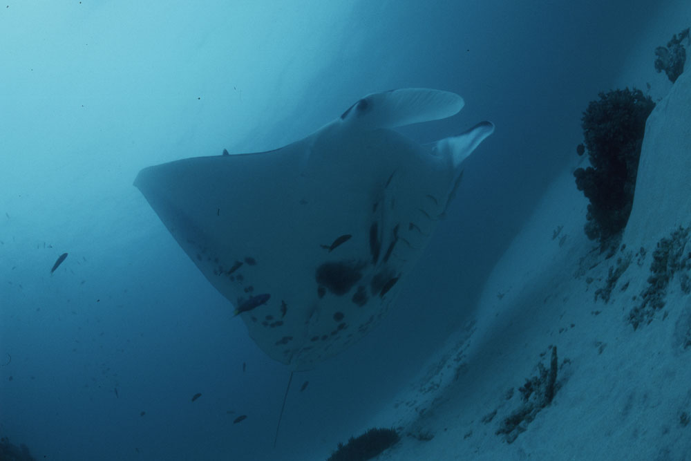 Manta