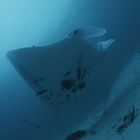 Manta