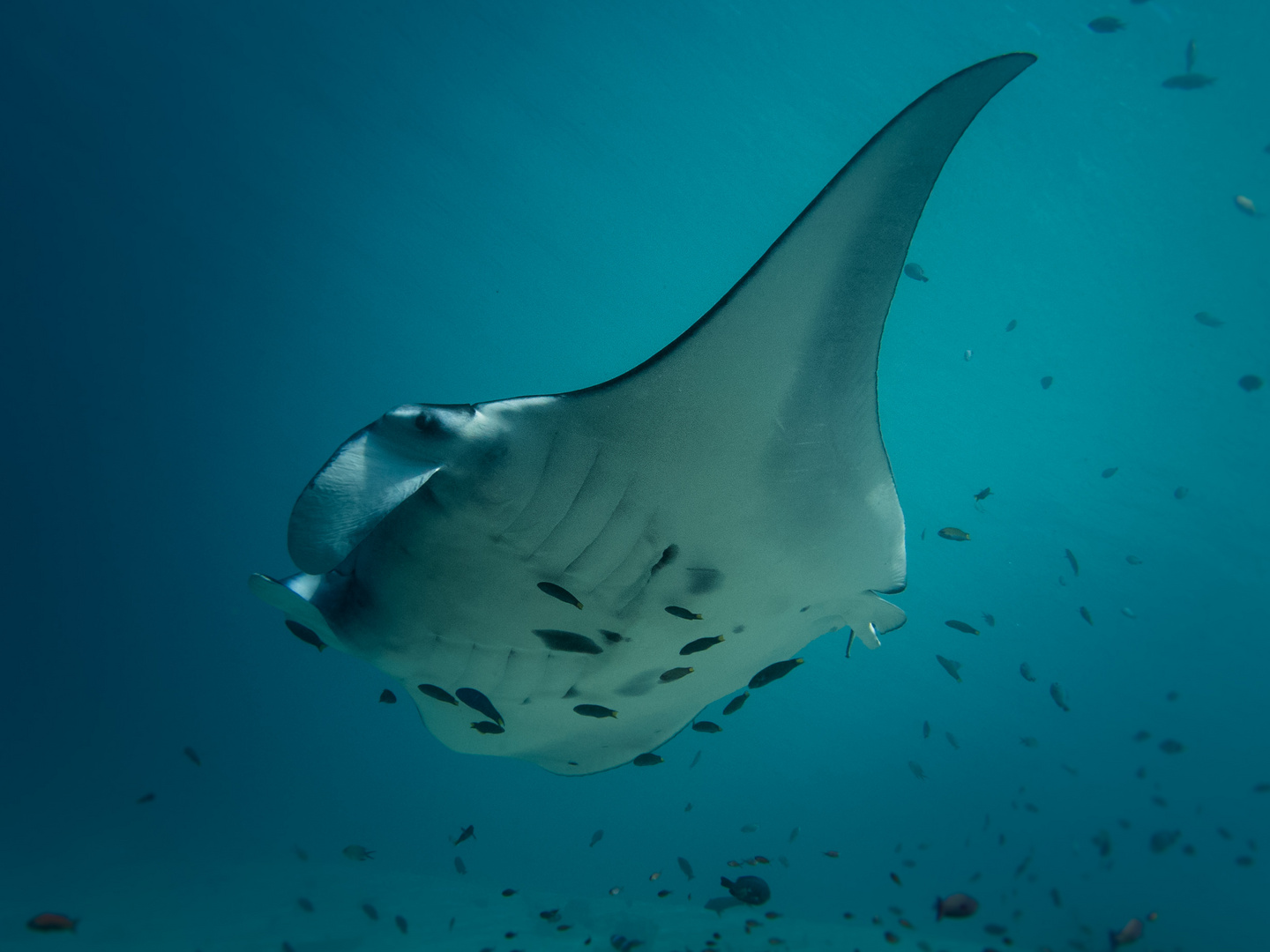 Manta