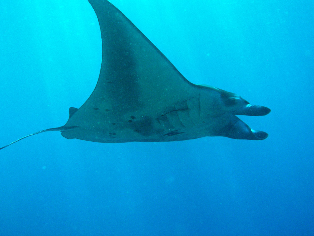 Manta