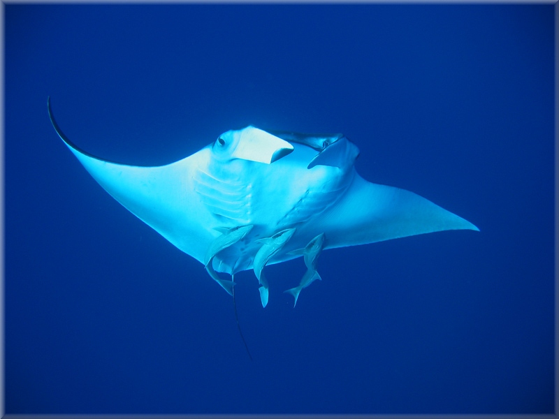 Manta