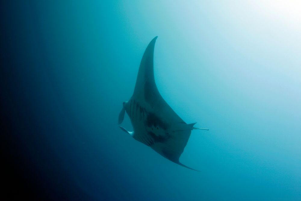 MANTA Foto & Bild tiere, wildlife, wildlife sonstige tiere Bilder