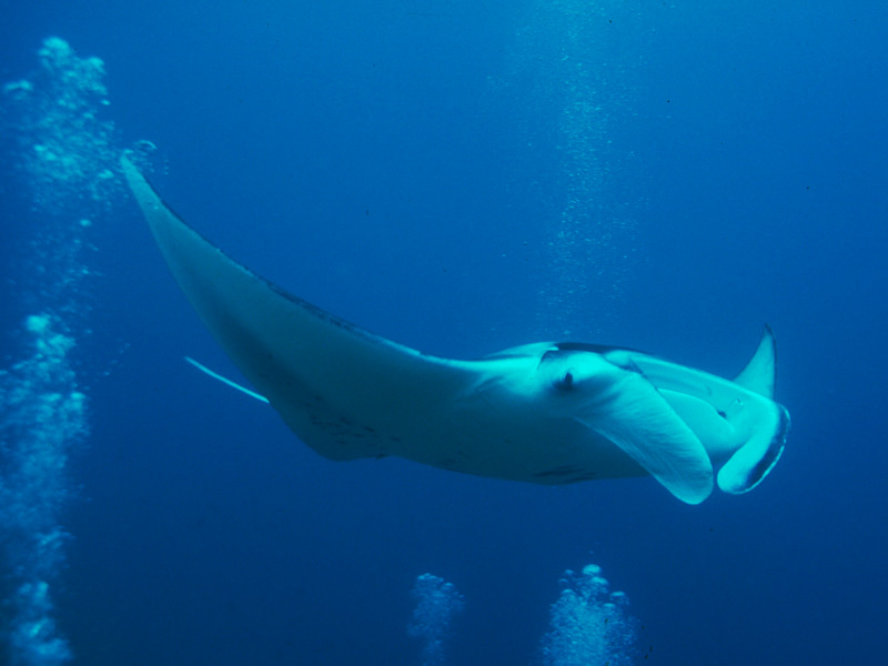 Manta