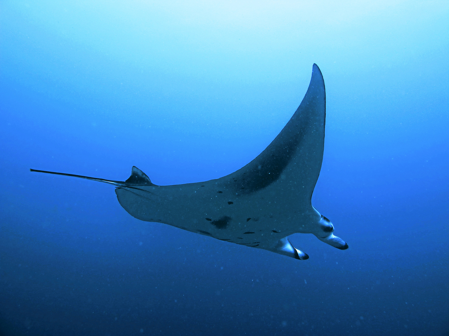 Manta am Bodu Hiti Thila, Nord Male Atoll, Malediven