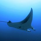 Manta am Bodu Hiti Thila, Nord Male Atoll, Malediven